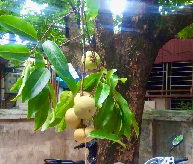 Thị thơm cô Tấm xuống phố, gần 200.000 đồng/cành vẫn được săn đón-3