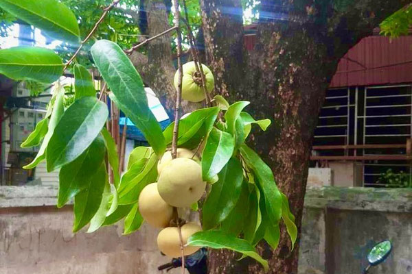 Rộ mốt cắm cành quả nhập từ Trung Quốc, dân buôn nhập về không đủ bán-3
