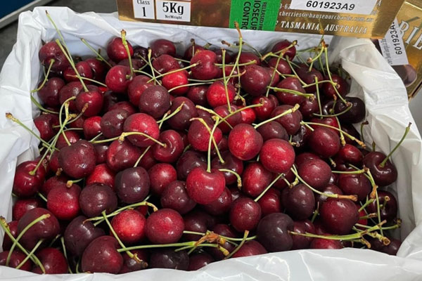 Giá cherry nhập khẩu Mỹ thấp kỷ lục, quả thị giá cao vẫn được săn đón-3