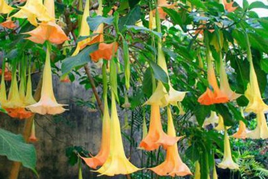 8 người ngộ độc do ăn hoa chuông xào trứng