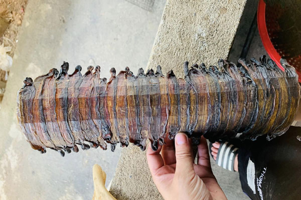 Thương lái Trung Quốc sang Việt Nam gom giun đất khô: Dược liệu chữa bệnh gì?-2