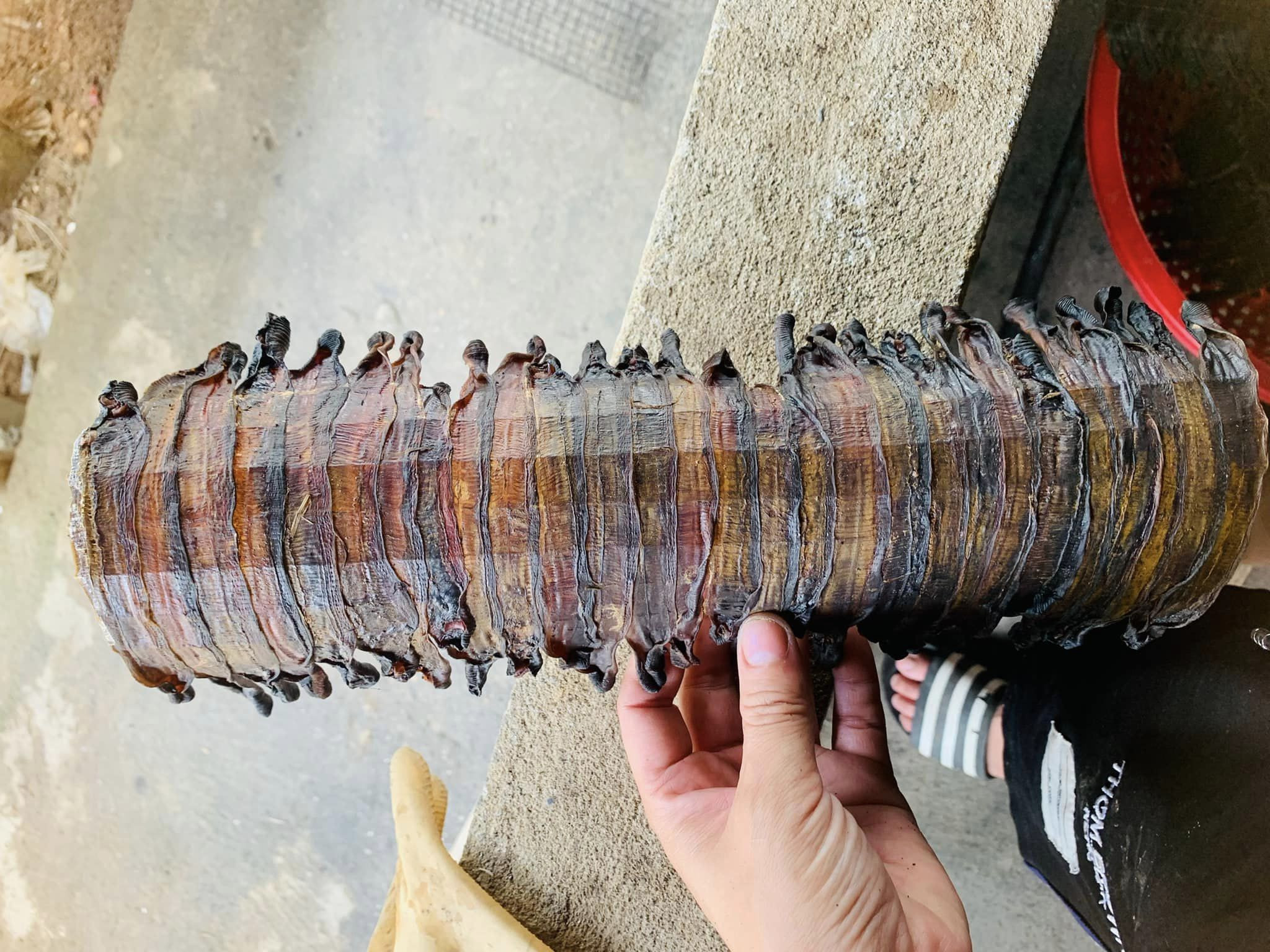 Trung Quốc tìm mua, giun đất sấy khô đắt nhất chợ mạng 1,5 triệu/kg-1