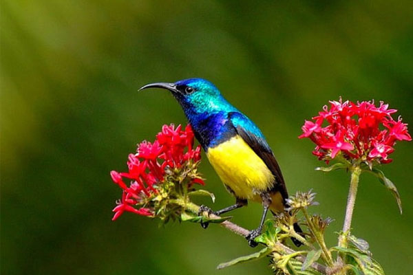 Vận may đi cùng năm tháng: 4 con giáp tuổi càng cao phúc lộc càng hanh thông, nhân sinh như ý-1