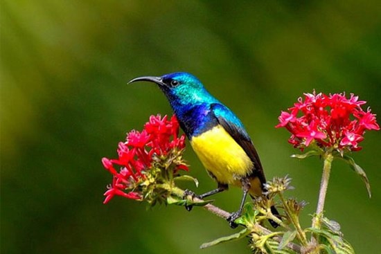 Vận may đi cùng năm tháng: 4 con giáp tuổi càng cao phúc lộc càng hanh thông, nhân sinh như ý