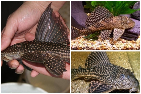 Hoa bằng lăng có ăn được?-2