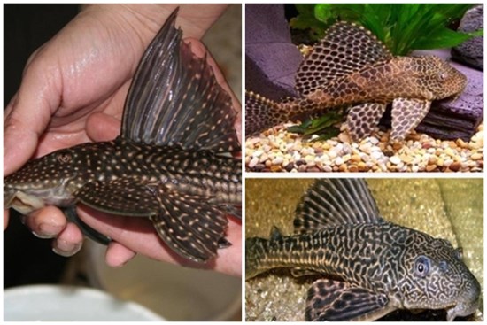 Cá dọn bể có ăn được không?