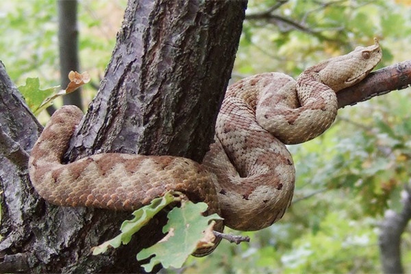 Bị rắn cực độc cắn, cậu bé sống sót nhờ sự nhanh trí của bố mẹ-1