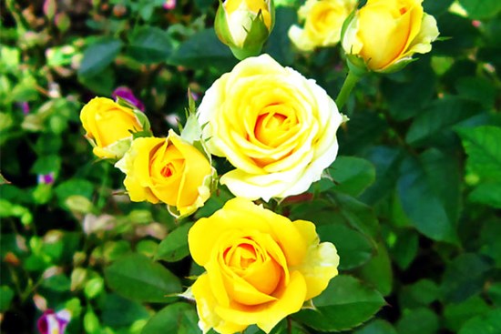 Tử vi ngày 11/8/2023: Tuổi Dậu vượt xa đối thủ, tuổi Hợi lĩnh nhiều trọng trách