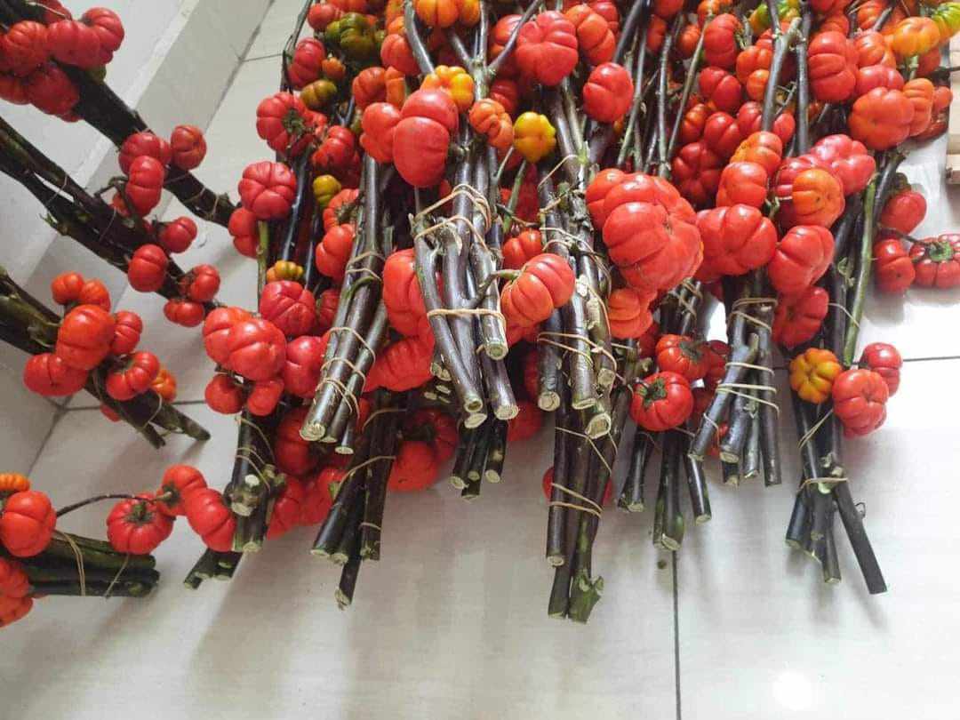 Rộ mốt cắm cành quả nhập từ Trung Quốc, dân buôn nhập về không đủ bán-2