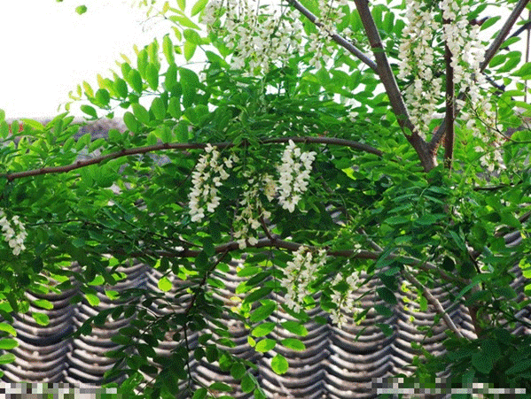 Người xưa dặn: Trước trồng táo, sau trồng mai, Đông trồng lựu, Tây trồng hồng có ý nghĩa gì?-4