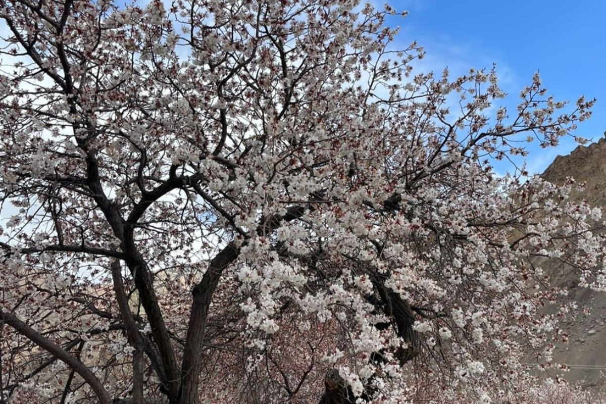 Người xưa dặn: Trước trồng táo, sau trồng mai, Đông trồng lựu, Tây trồng hồng có ý nghĩa gì?-5