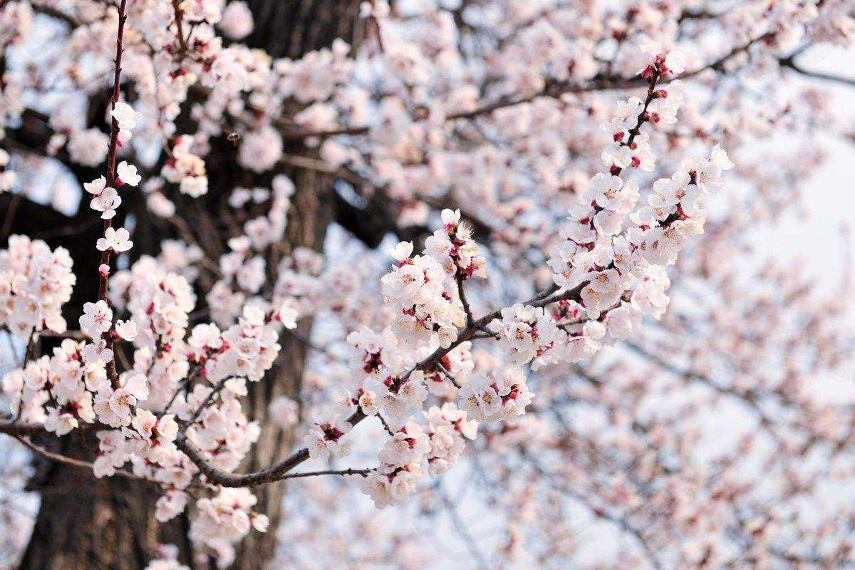 Người xưa dặn: Trước trồng táo, sau trồng mai, Đông trồng lựu, Tây trồng hồng có ý nghĩa gì?-6