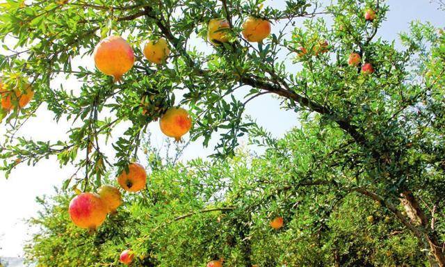 Người xưa dặn: Trước trồng táo, sau trồng mai, Đông trồng lựu, Tây trồng hồng có ý nghĩa gì?-7