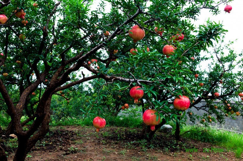 Người xưa dặn: Trước trồng táo, sau trồng mai, Đông trồng lựu, Tây trồng hồng có ý nghĩa gì?-8