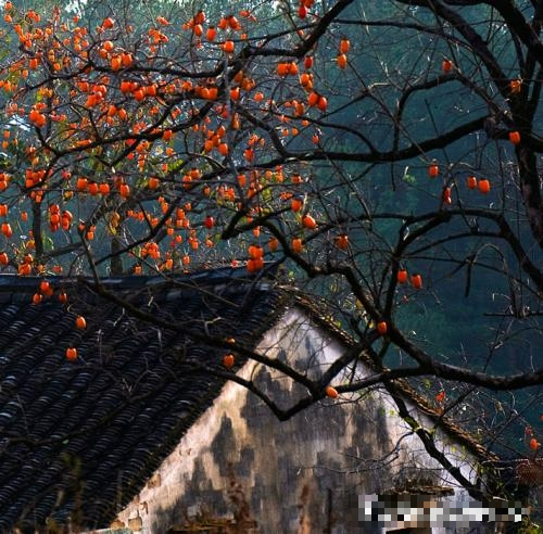 Người xưa dặn: Trước trồng táo, sau trồng mai, Đông trồng lựu, Tây trồng hồng có ý nghĩa gì?-9