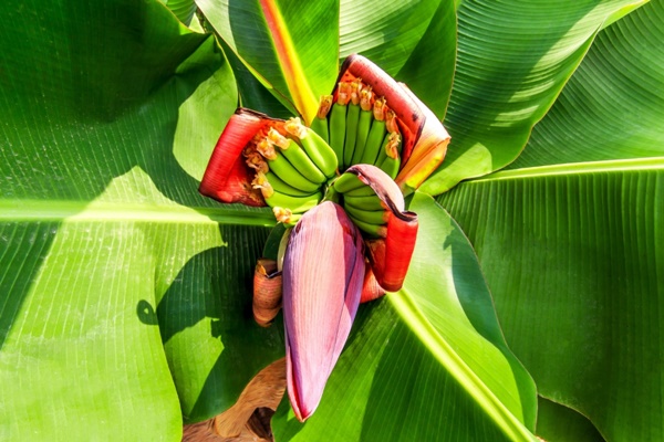 Ăn hoa chuối giúp làm tan sỏi thận?-2