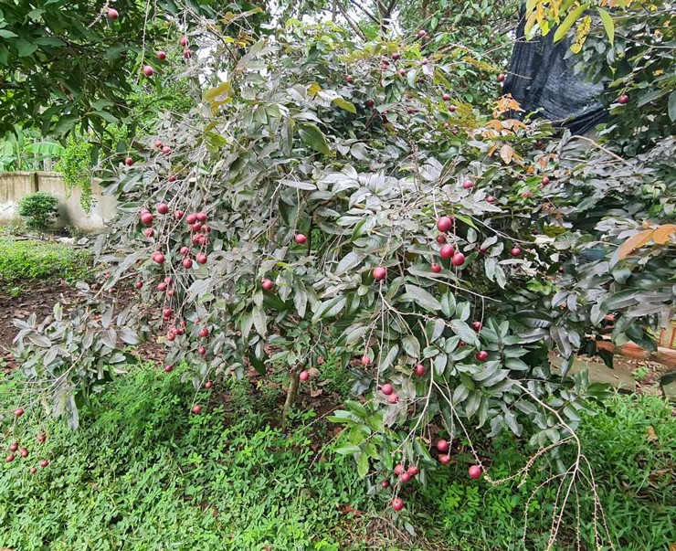 Loại nhãn màu lạ gây sốt thị trường, giá rẻ bất ngờ-1