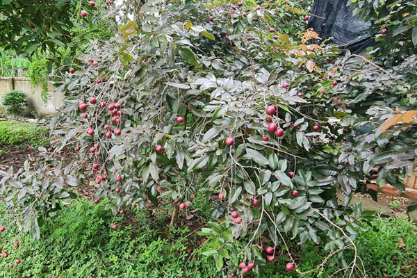 Nhãn Hưng Yên giá chỉ từ 4.000 đồng/kg, thương lái không buồn thu mua-4