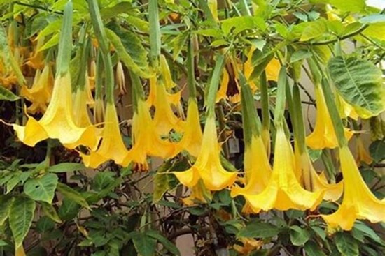 Độc tố trong hoa chuông nguy hiểm thế nào?
