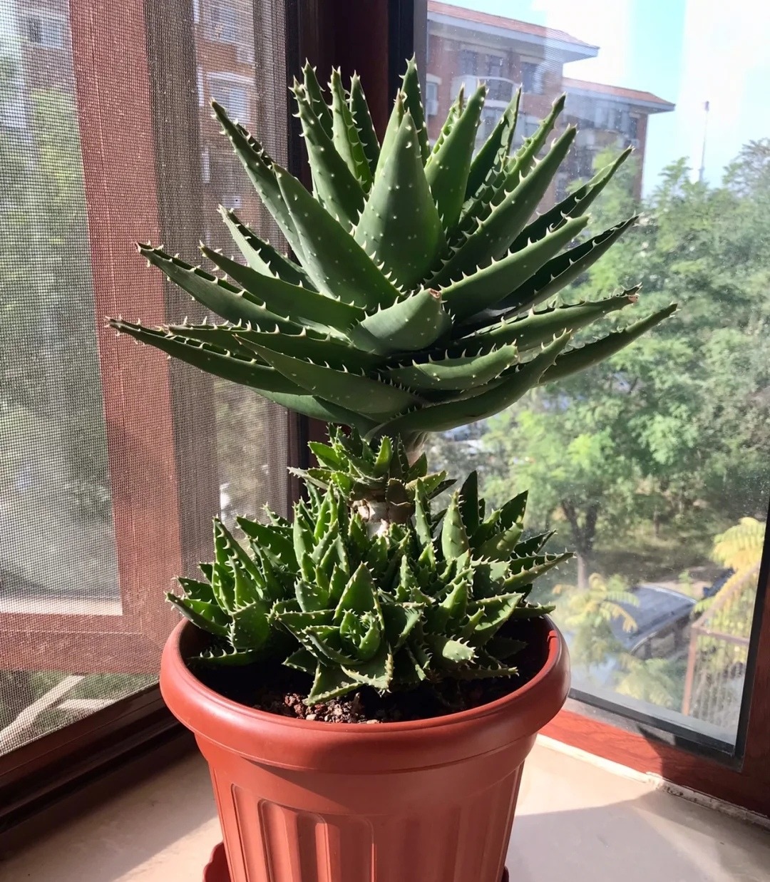 3 cây cảnh thày lang xưa thích trồng, giúp không khí trong lành, nuôi người, dưỡng tâm-1