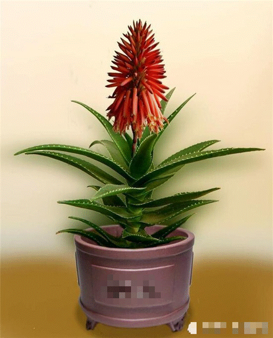 3 cây cảnh thày lang xưa thích trồng, giúp không khí trong lành, nuôi người, dưỡng tâm-2