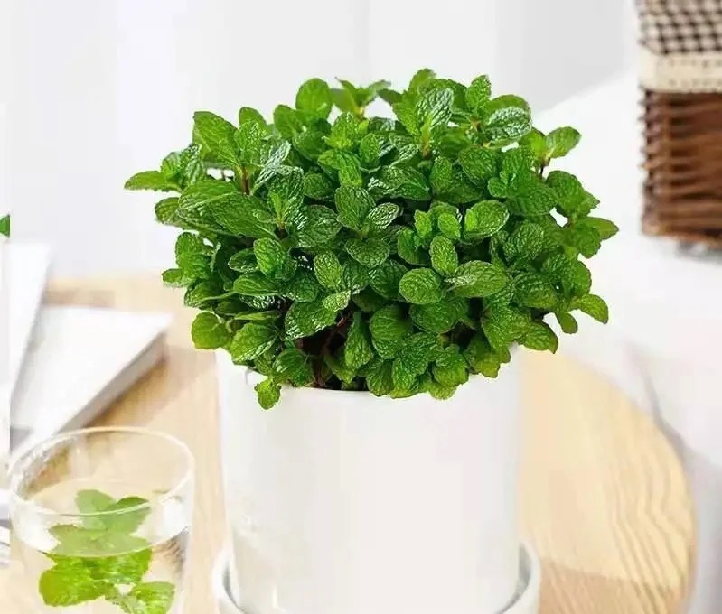 3 cây cảnh thày lang xưa thích trồng, giúp không khí trong lành, nuôi người, dưỡng tâm-8