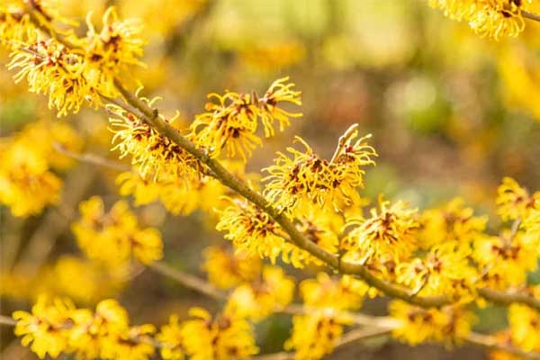 Tử vi ngày 12/8/2023: Tuổi Mão biến cố bất ngờ, tuổi Thân nói được làm được-1