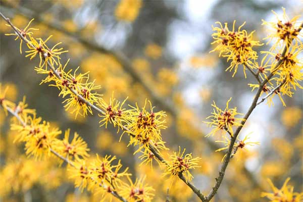 Tử vi ngày 12/8/2023: Tuổi Mão biến cố bất ngờ, tuổi Thân nói được làm được-3