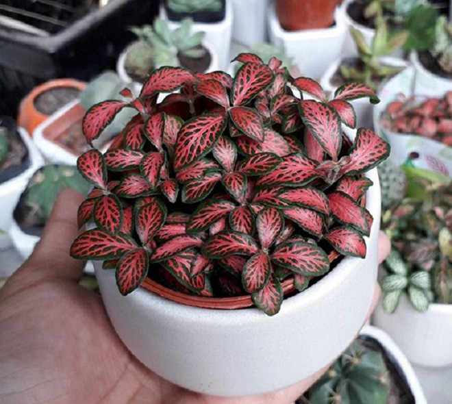 Người mệnh Hỏa hợp cây gì để tiền vào như nước? Trồng 1 trong 10 cây này không giàu có cũng thuận buồm xuôi gió-2