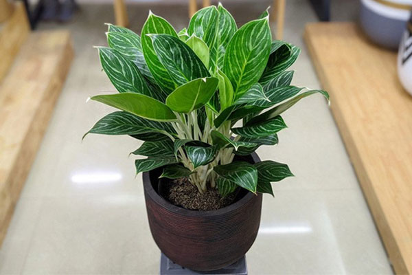 Những gam màu nên và không nên dùng để sơn tường phòng ngủ-7