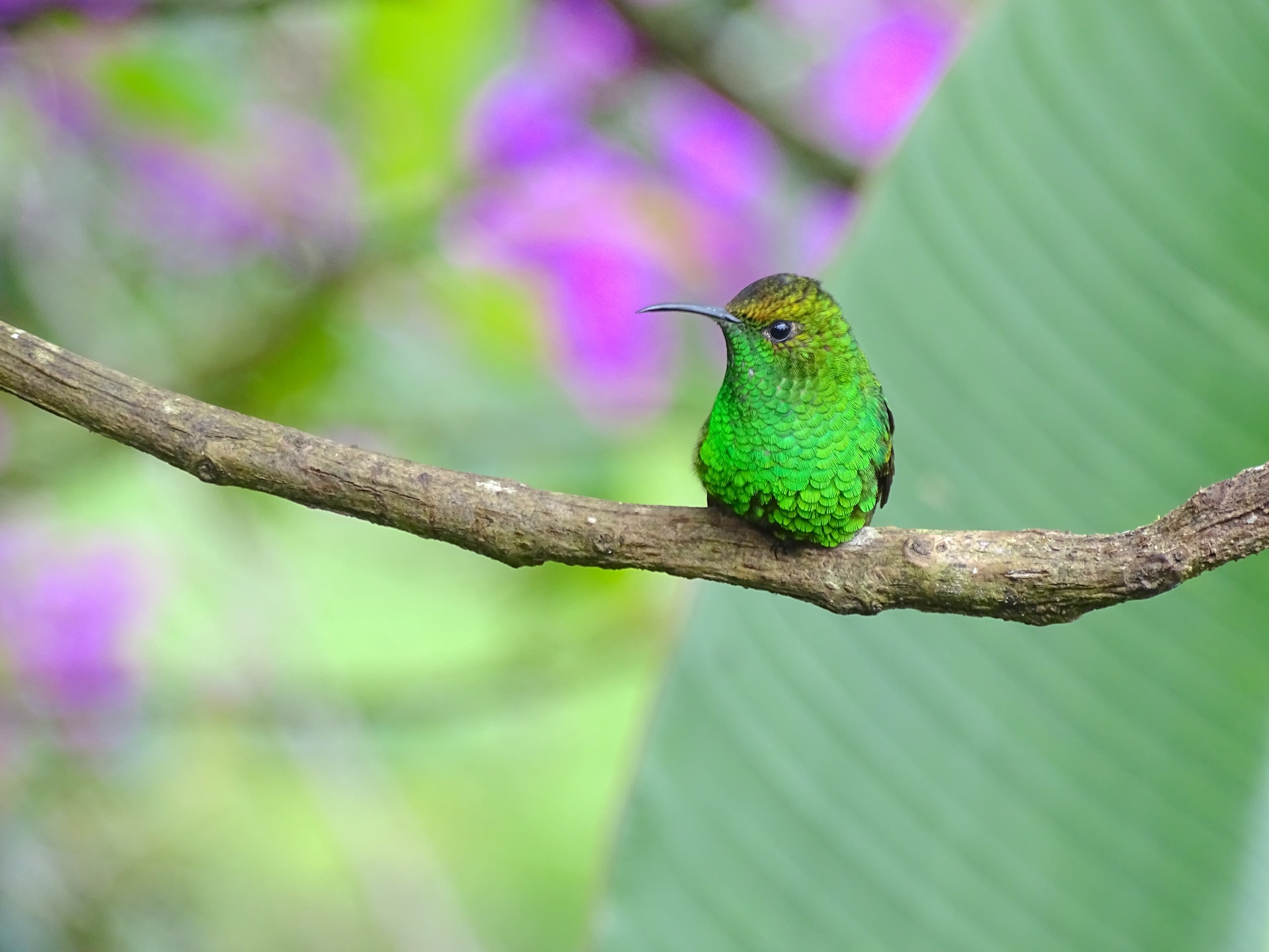 Tháng 7 Âm lịch cầu may tránh ác: 3 con giáp vượng vận quý nhân, phát tài nhanh chóng-2