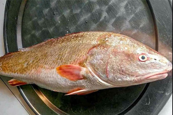 Loại cá quý hiếm, giá hàng trăm triệu, mỗi lần xuất hiện gây xôn xao-1