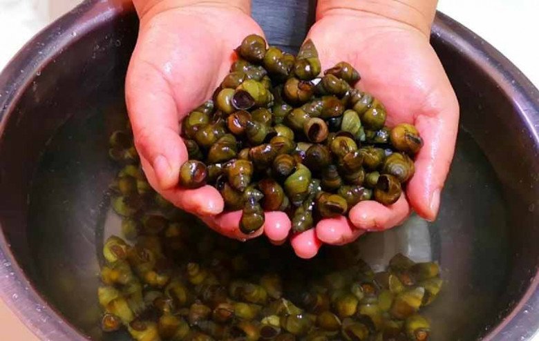 Ốc mua về đừng luộc ngay, ngâm với thứ này hết sạch bùn đất, giun sán bò ra nhung nhúc-1