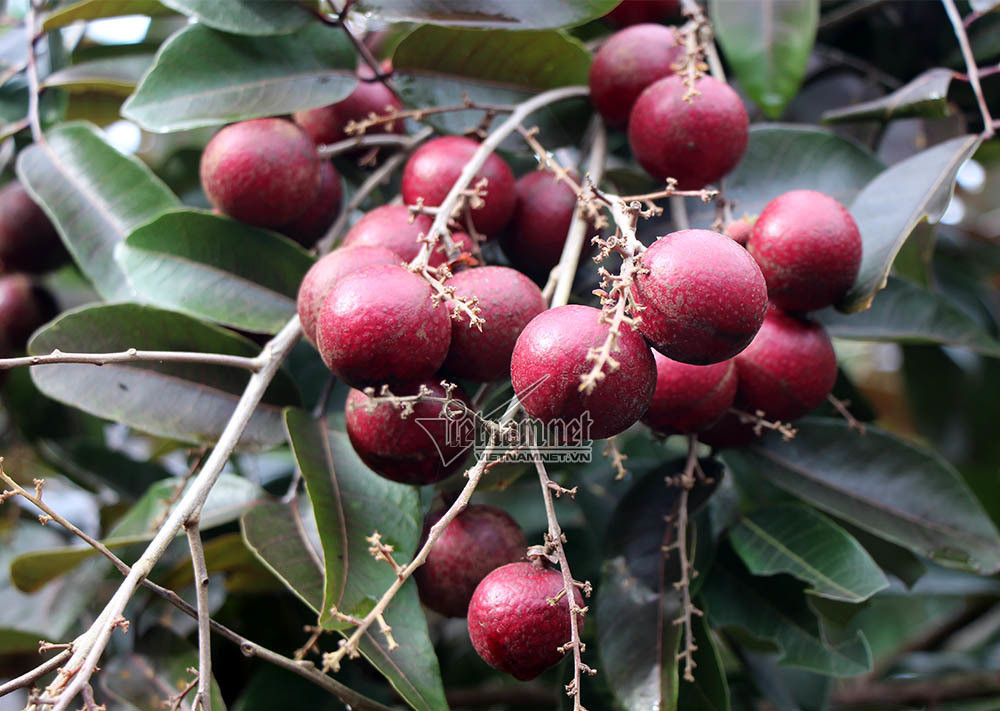 Giá cherry nhập khẩu Mỹ thấp kỷ lục, quả thị giá cao vẫn được săn đón-2