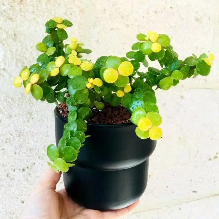 Ai mê tiền nhất định phải trồng 6 cây cảnh sen đá xinh đẹp, vượng tài này, giúp chiêu may, gọi lộc vào nhà-15