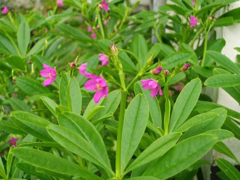 Loại cây này xưa thường dùng cho lợn ăn, nay vừa trồng làm cảnh vừa hái ăn và làm thuốc được-2