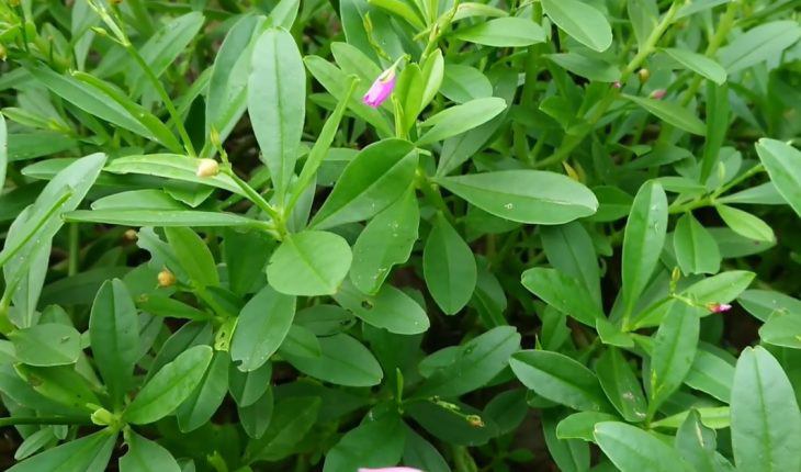 Loại cây này xưa thường dùng cho lợn ăn, nay vừa trồng làm cảnh vừa hái ăn và làm thuốc được-4