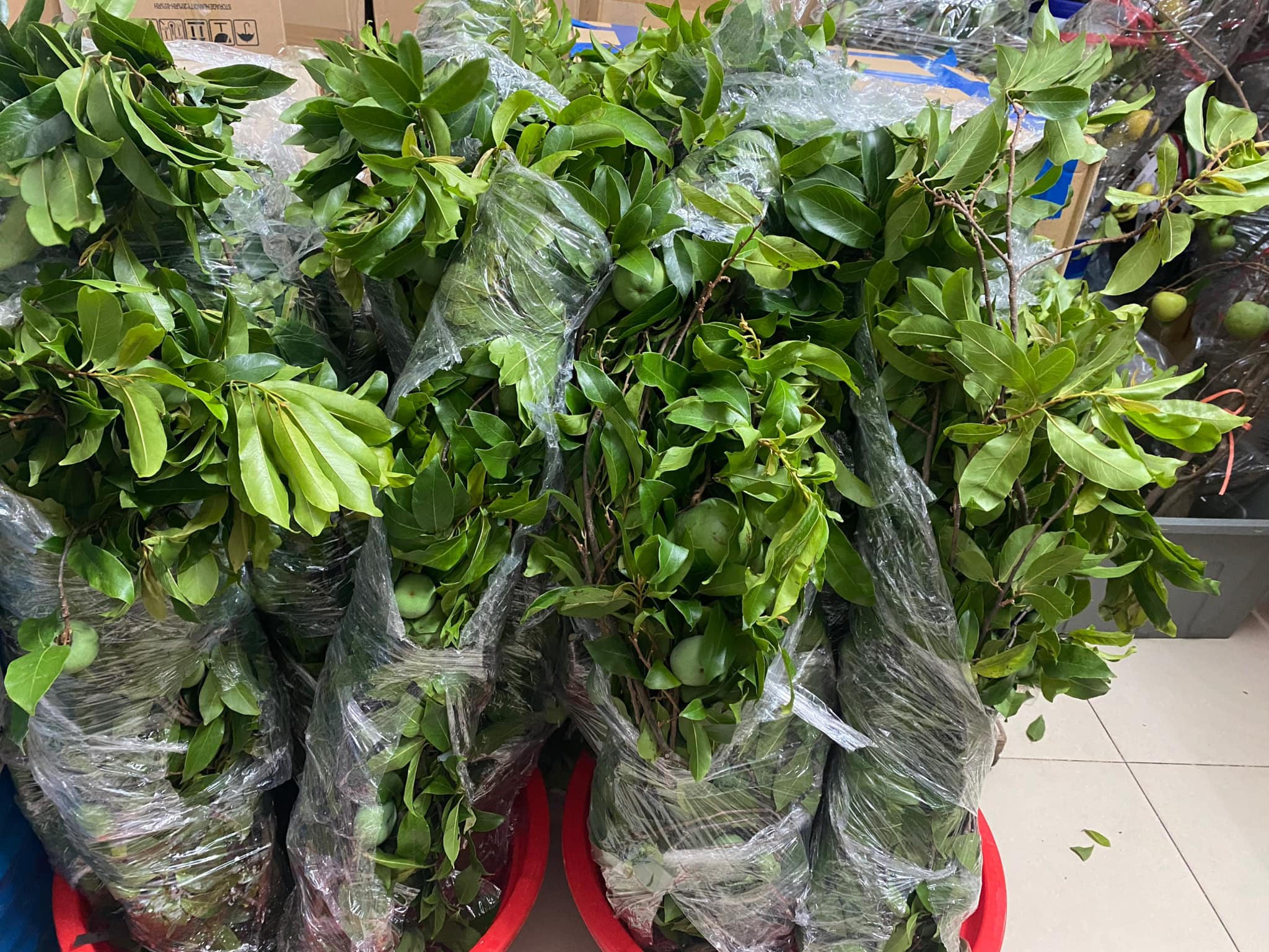 Chỉ quả thôi chưa đủ, dân buôn chặt cả cành cây mang đi bán, giá lên đến hơn triệu đồng/cành-1