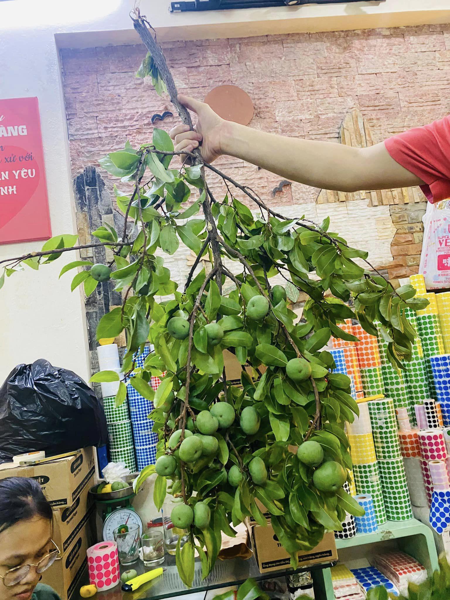 Chỉ quả thôi chưa đủ, dân buôn chặt cả cành cây mang đi bán, giá lên đến hơn triệu đồng/cành-2