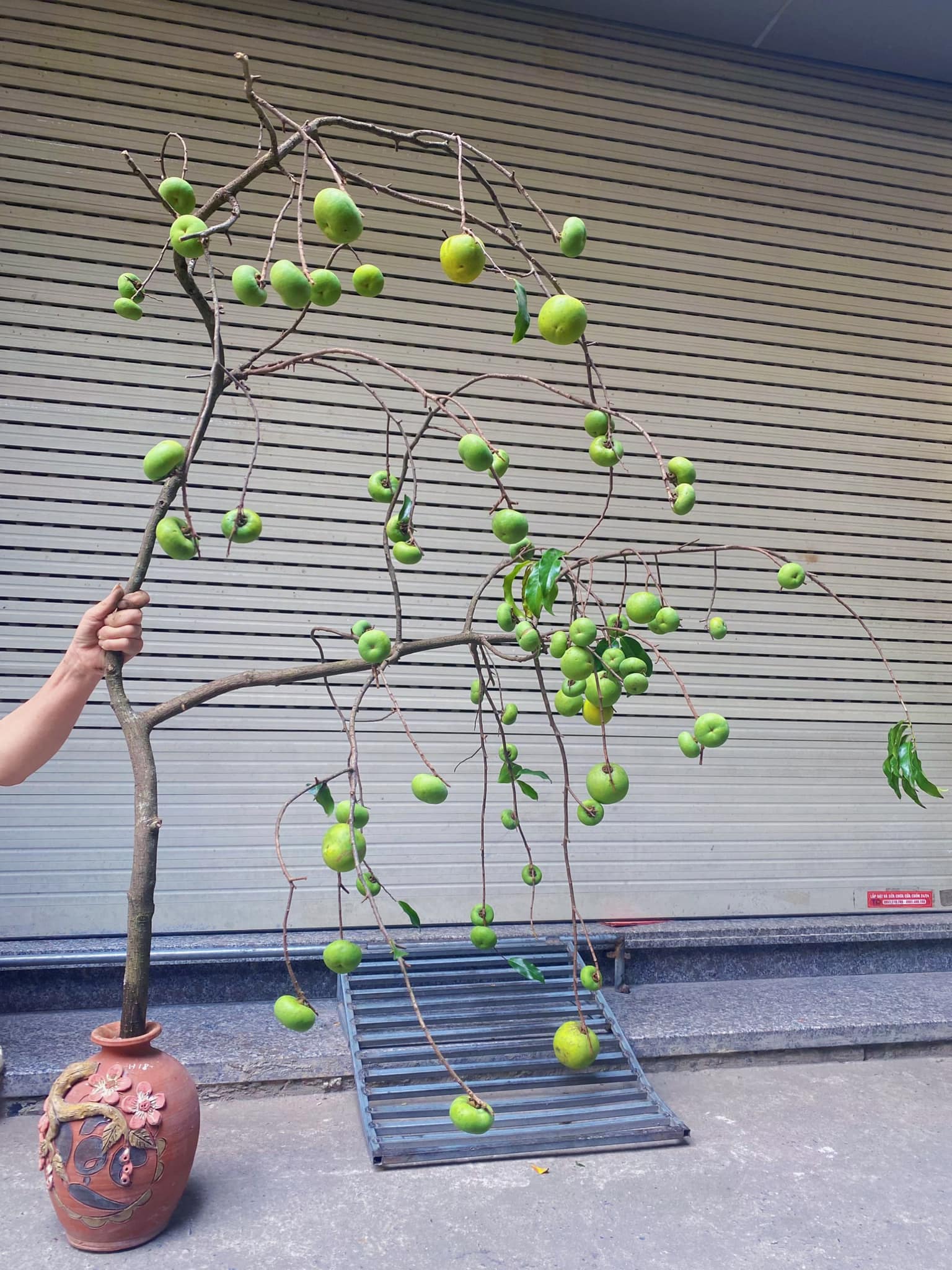 Chỉ quả thôi chưa đủ, dân buôn chặt cả cành cây mang đi bán, giá lên đến hơn triệu đồng/cành-3