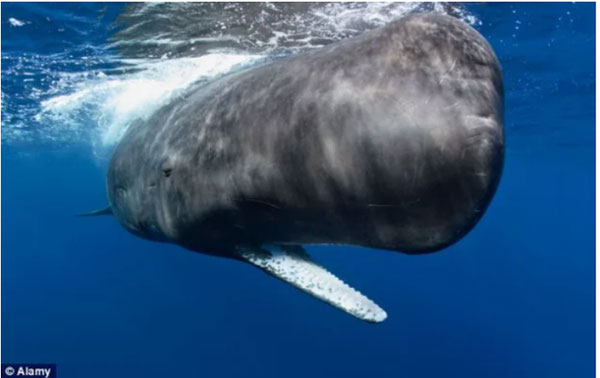 Nhặt được cục đá bên bờ biển, cậu bé không ngờ đây là kho báu giúp gia đình đổi đời-2