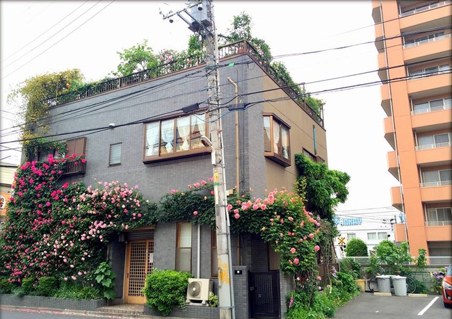 Khu vườn hoa hồng trĩu bông trên sân thượng của cô sinh viên-1