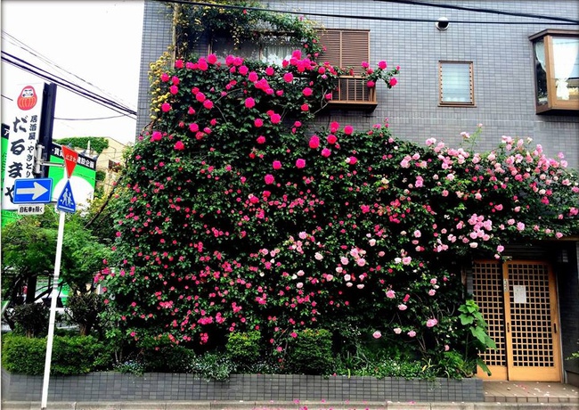 Khu vườn hoa hồng trĩu bông trên sân thượng của cô sinh viên-2