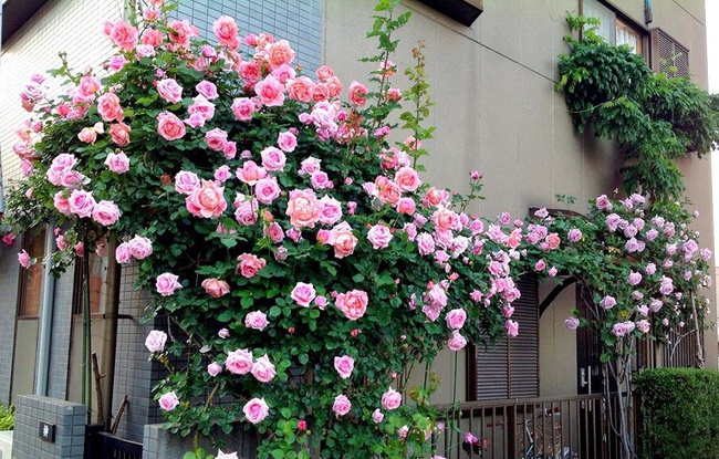 Khu vườn hoa hồng trĩu bông trên sân thượng của cô sinh viên-3