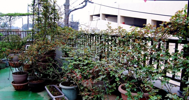 Khu vườn hoa hồng trĩu bông trên sân thượng của cô sinh viên-4