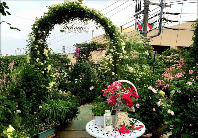 Khu vườn hoa hồng trĩu bông trên sân thượng của cô sinh viên-5
