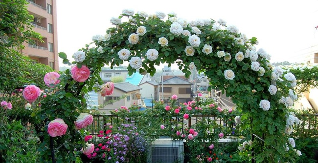 Khu vườn hoa hồng trĩu bông trên sân thượng của cô sinh viên-6