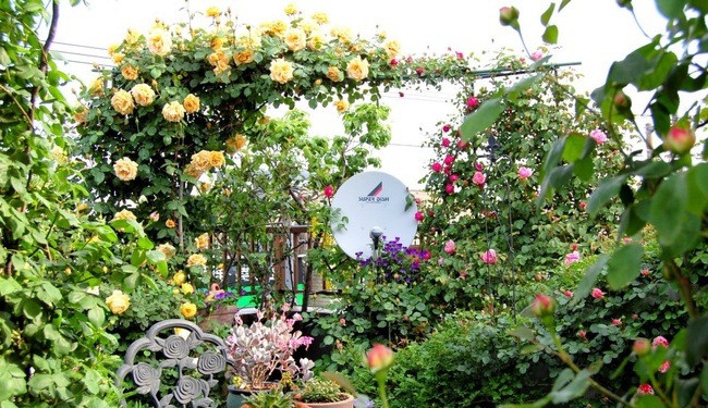 Khu vườn hoa hồng trĩu bông trên sân thượng của cô sinh viên-7
