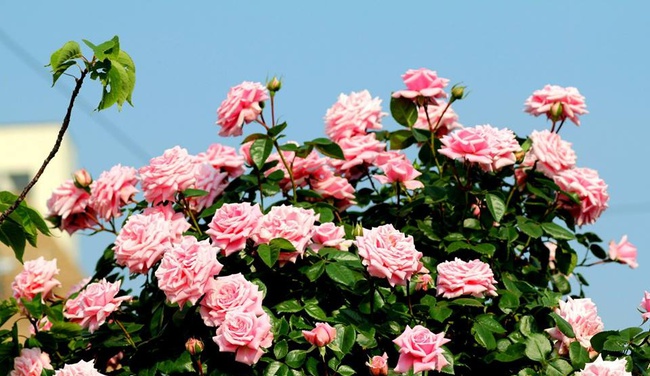 Khu vườn hoa hồng trĩu bông trên sân thượng của cô sinh viên-9