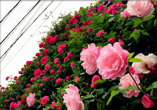Khu vườn hoa hồng trĩu bông trên sân thượng của cô sinh viên-12